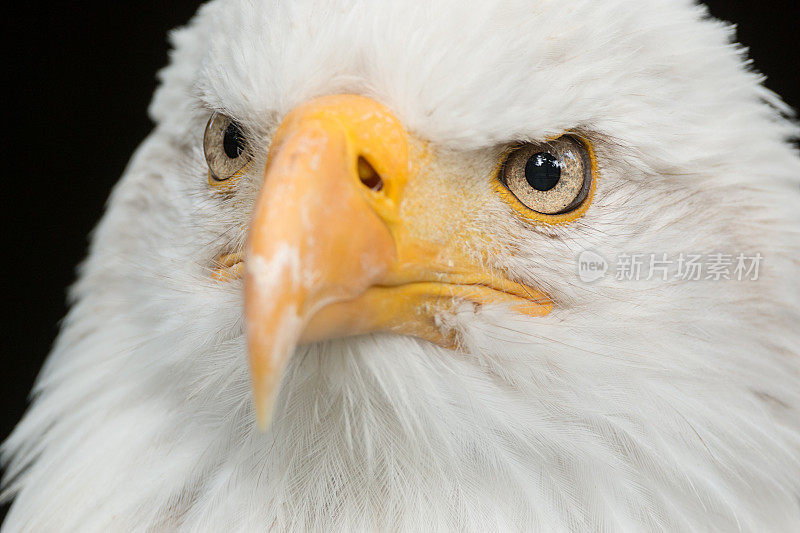 白头鹰(Haliaeetus leucocephalus)特写